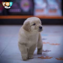 Golden Retriever Puppies High Quality