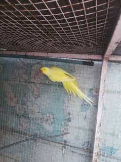 yellow ringneck male for sale.