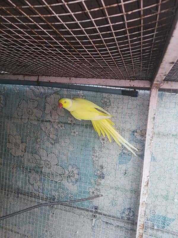 yellow ringneck male for sale. 0