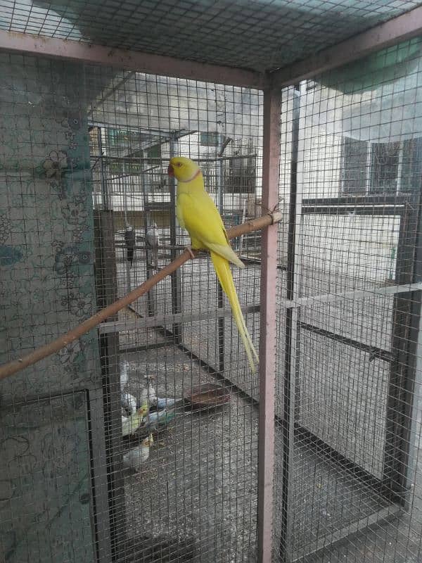 yellow ringneck male for sale. 1