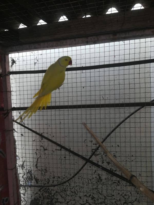 yellow ringneck male for sale. 2