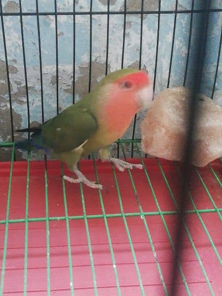 love birds for sell 4