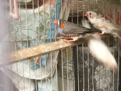 finches for sale