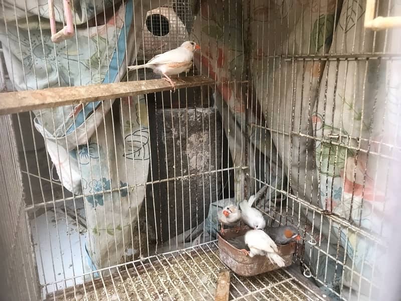 finches for sale 2