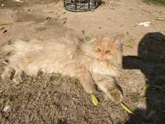 Persian Cat | Punched Face Male | Punch face cat | male cat