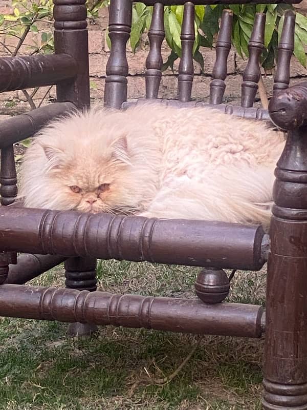 Persian Cat | Punched Face Male | Punch face cat | male cat 1