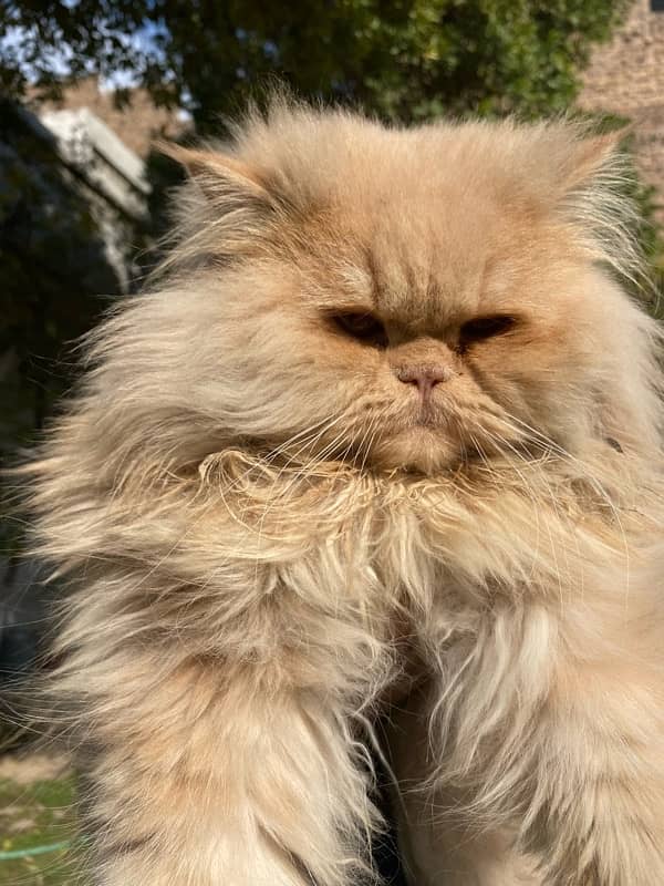 Persian Cat | Punched Face Male | Punch face cat | male cat 2