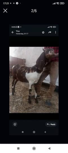 sindi goat or 1 kid female black shaira print