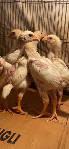 Premium Quality Pure White German O Shamo Chicks available