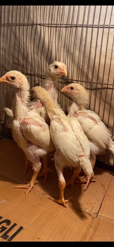 Premium Quality Pure White German O Shamo Chicks available 1