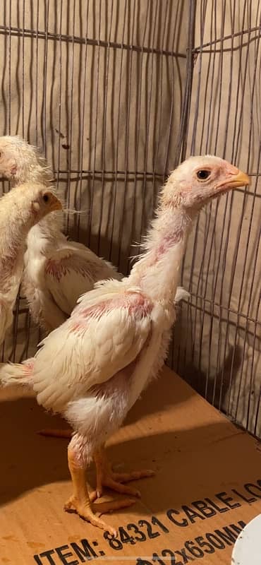 Premium Quality Pure White German O Shamo Chicks available 2