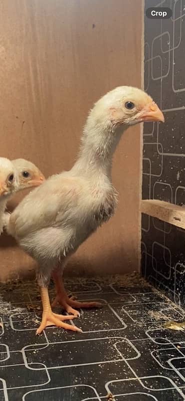 Premium Quality Pure White German O Shamo Chicks available 3