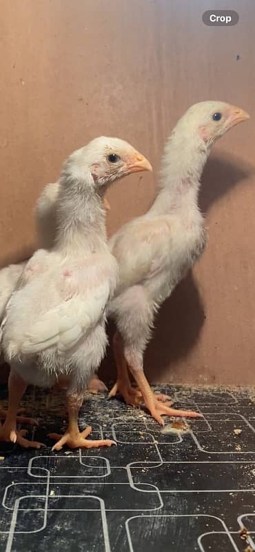 Premium Quality Pure White German O Shamo Chicks available 4