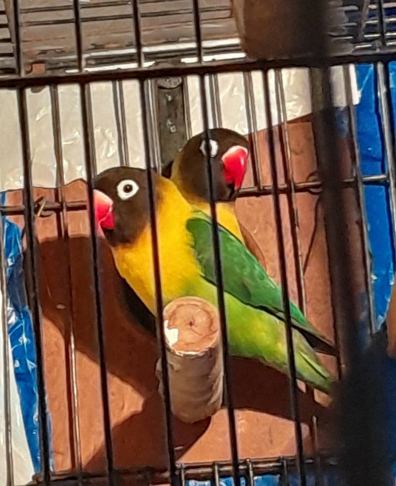 Parblue , yellow chest,Lutino personata red eye parrots 2