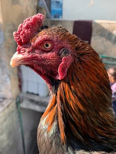 Aseel Black and Red murgha