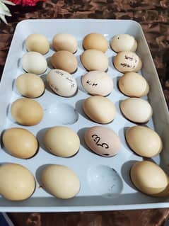 Pure Aseel Grantey Shoda Fertile Egg Available