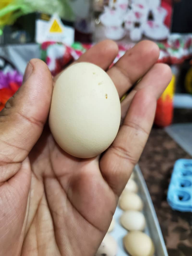 Pure Aseel Grantey Shoda Fertile Egg Available 1