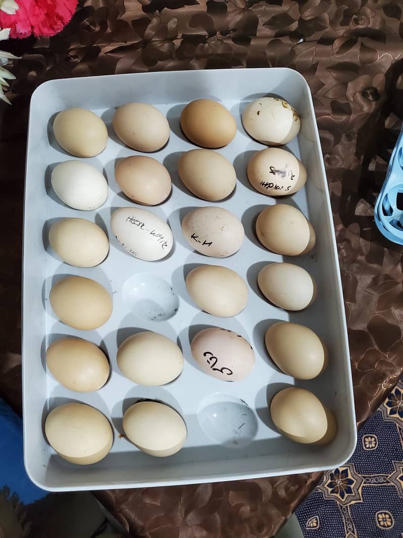 Pure Aseel Grantey Shoda Fertile Egg Available 2