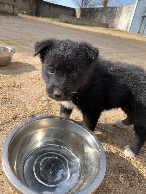 Husky mix breed blie eyes 0