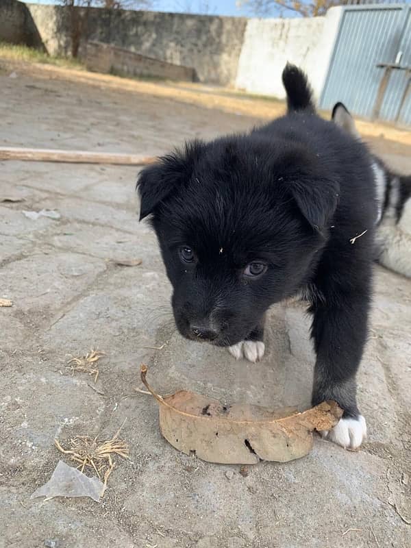 Husky mix breed blie eyes 1