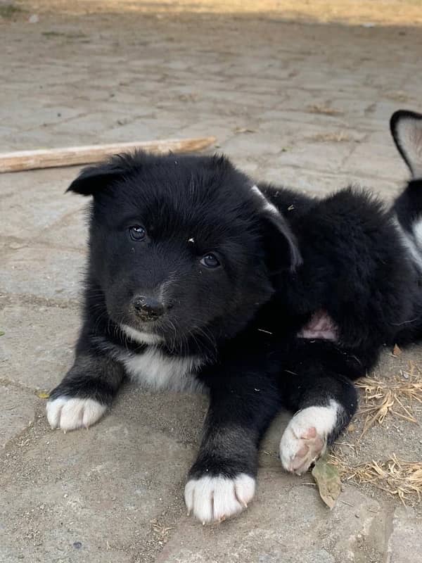 Husky mix breed blie eyes 3