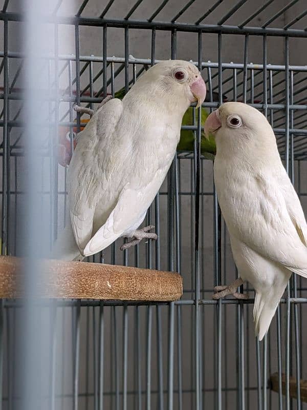 Albino cremino decino green opaline parblue split ino 2