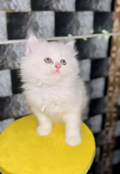 Cute Persian Kitten Available For Sale