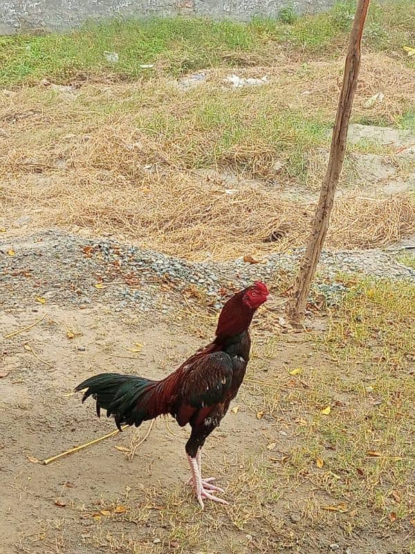 aseel mianwali breed 1