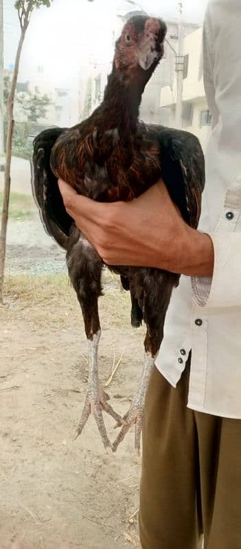 aseel mianwali breed 2