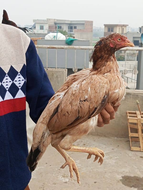 aseel mianwali breed 14