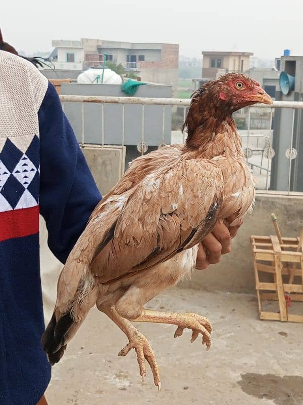 aseel mianwali breed 15