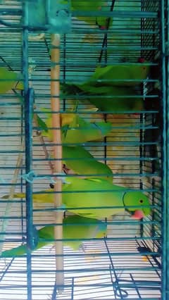 Male parrot. female parrot and pair