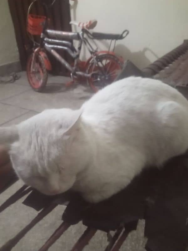 white cat 3