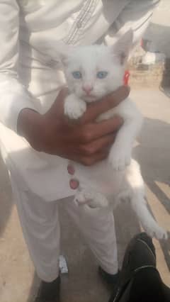 very friendly and play ful baby blue eyes