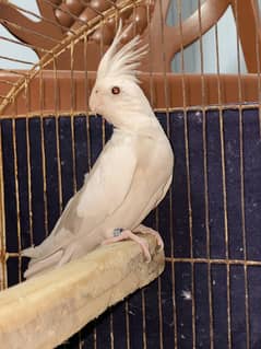 cocktail eno red eye male. vpaid female ready to breed and healty pair