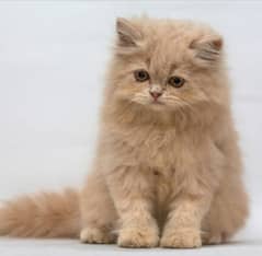 Persian cat golden brown Male full long coat  is pic jesa hi hai