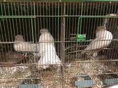 White kabootar for sale (with Cage)