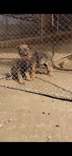 alsatian pair for sale