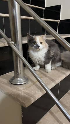 triple coated Persian female cat