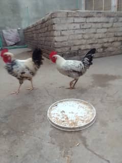 Donon murghay hen for sale 4000 k donon hen  03325947429