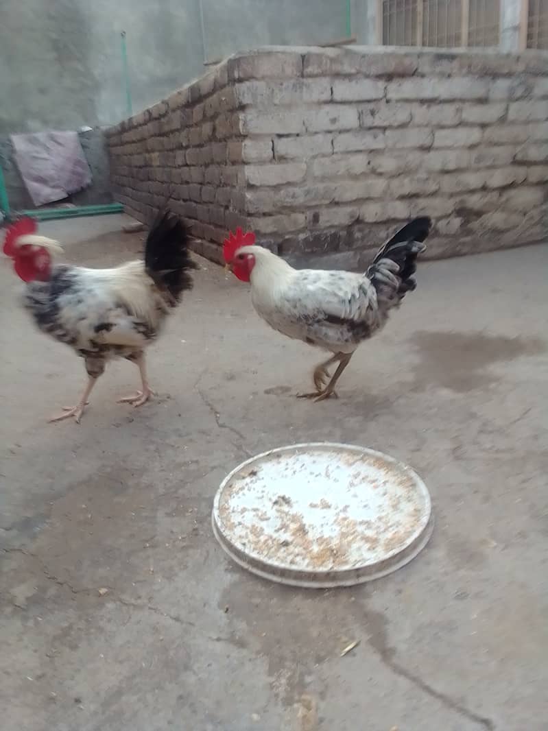 Donon murghay hen for sale 4000 k donon hen  03325947429 0