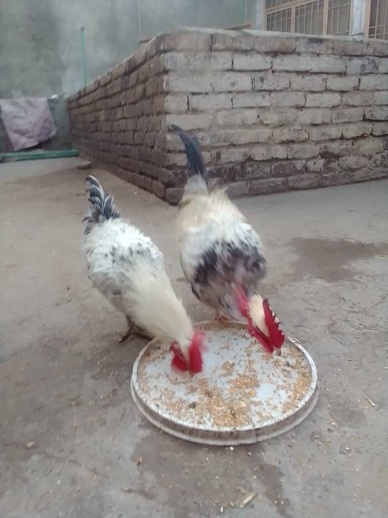 Donon murghay hen for sale 4000 k donon hen  03325947429 1