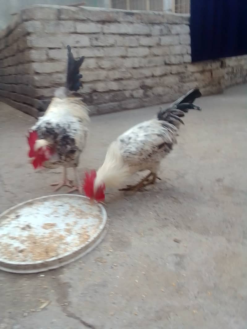 Donon murghay hen for sale 4000 k donon hen  03325947429 2