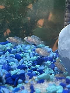 cichlid