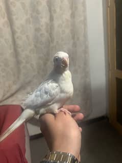 Hand tame cocktail