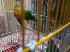 green fisher lovebirds healthy and active 2 pair