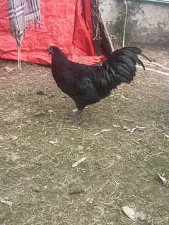 Australorp heritage male age 4.5 month old