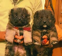 Bakarwal dog pair / Bakarwal puppies /  03111931627