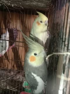 Cocktail breeder pair for sale