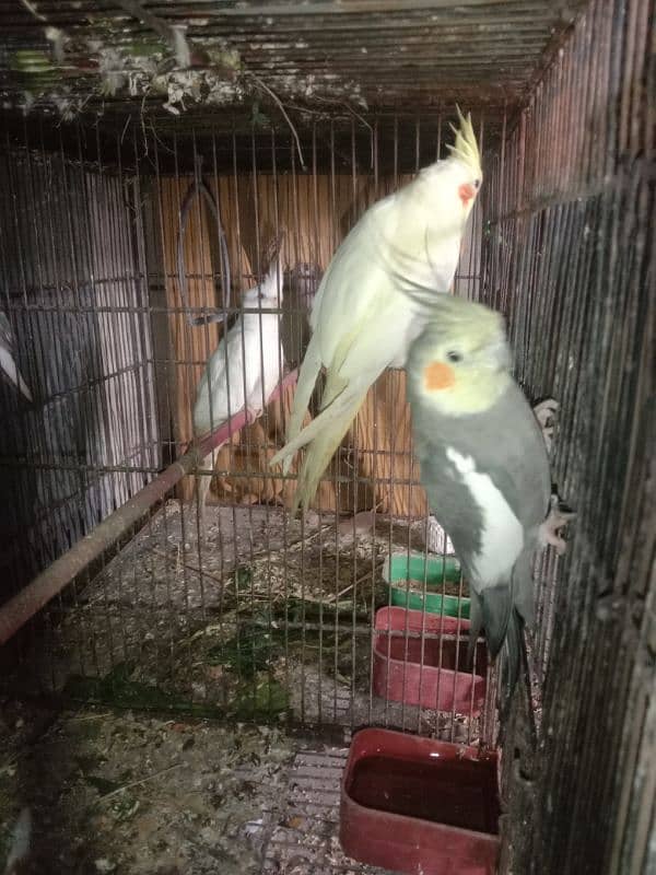 Cocktail breeder pair for sale 1